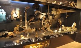 Flora und Fauna im Lungau