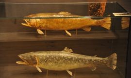 Tierausstellung im Landschaftsmuseum Lungau